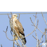 گونه سارگپه پا بلند Long-legged Buzzard